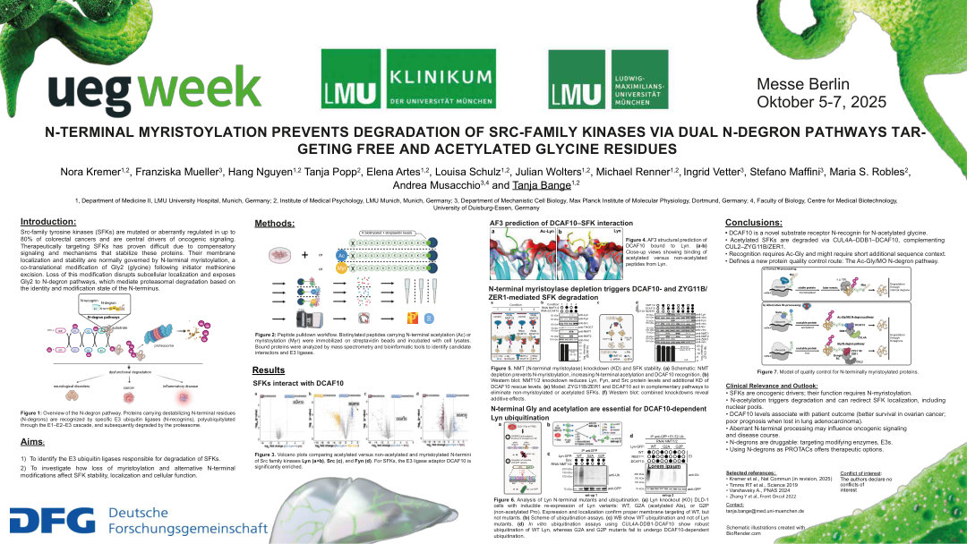 N-TERMINAL MYRISTOYLATION PREVENTS DEGRADATION OF SRC-FAMILY KINASES VIA DUAL N-DEGRON PATHWAYS TARGETING FREE AND ACETYLATED GLYCINE RESIDUES