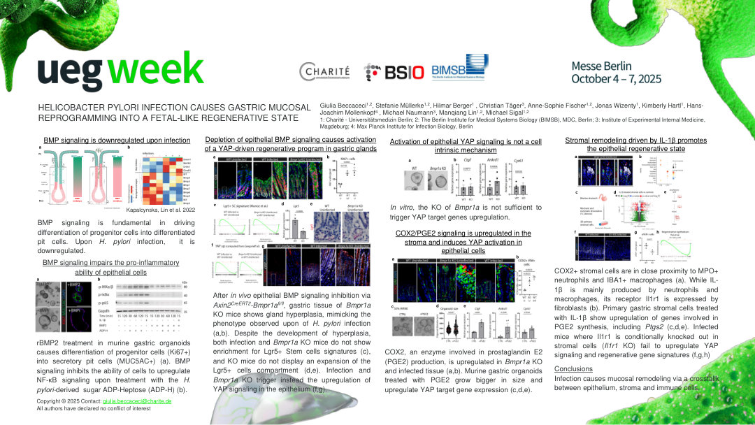 HELICOBACTER PYLORI INFECTION CAUSES GASTRIC MUCOSAL REPROGRAMMING INTO A PROINFLAMMATORY, FETAL-LIKE STATE