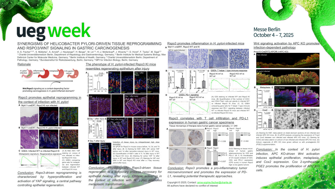 SYNERGISMS OF HELICOBACTER PYLORI-DRIVEN TISSUE REPROGRAMMING AND RSPO3/WNT SIGNALING IN GASTRIC CARCINOGENESIS