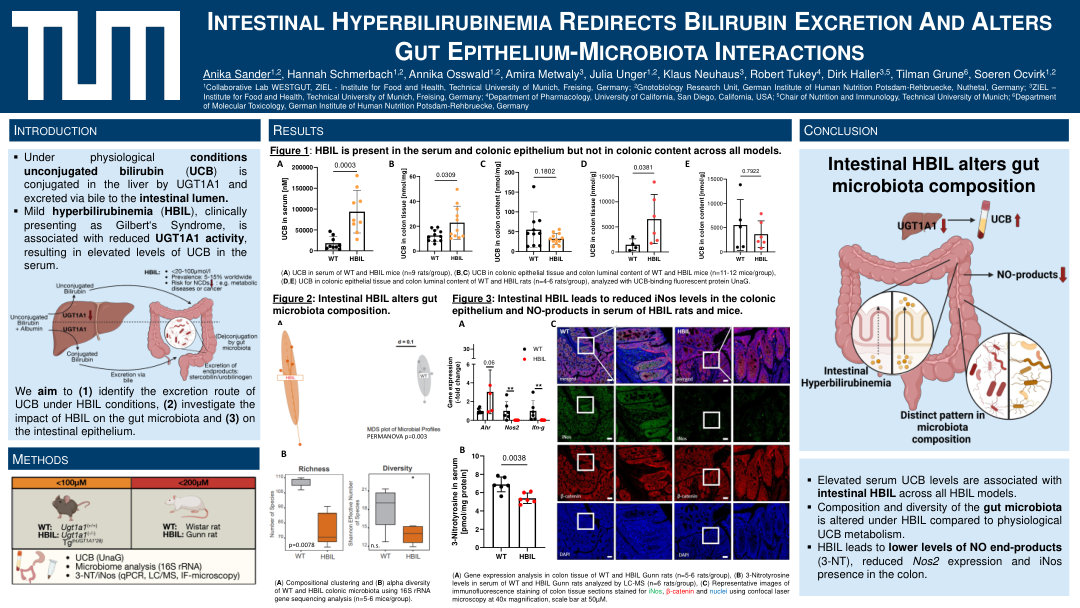 INTESTINAL HYPERBILIRUBINEMIA REDIRECTS BILIRUBIN EXCRETION AND ALTERS GUT EPITHELIUM-MICROBIOTA INTERACTIONS