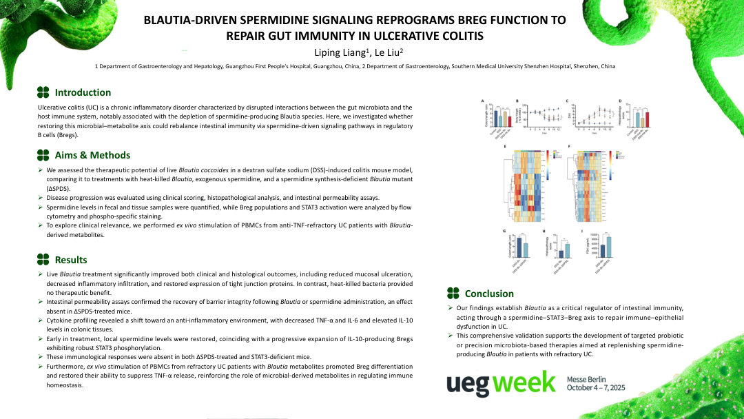 BLAUTIA-DRIVEN SPERMIDINE SIGNALING REPROGRAMS BREG FUNCTION TO REPAIR GUT IMMUNITY IN ULCERATIVE COLITIS