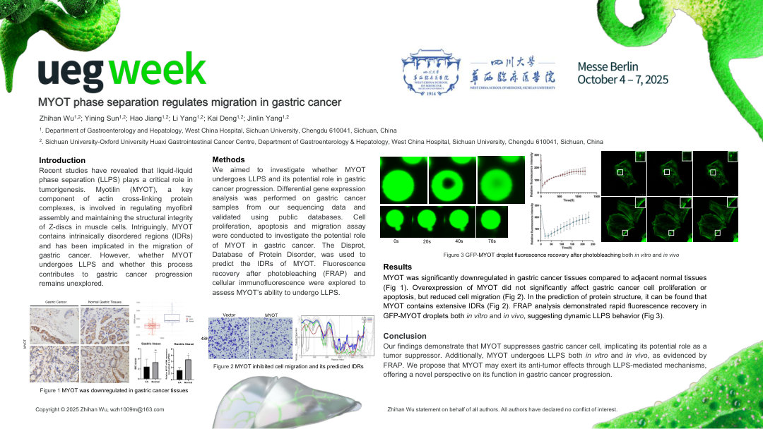 MYOT PHASE SEPARATION REGULATES MIGRATION IN GASTRIC CANCER