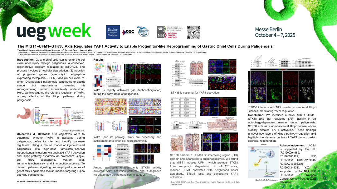 THE MIST1–UFM1–STK38 AXIS REGULATES YAP1 ACTIVITY TO ENABLE PROGENITOR-LIKE REPROGRAMMING OF GASTRIC CHIEF CELLS DURING PALIGENOSIS