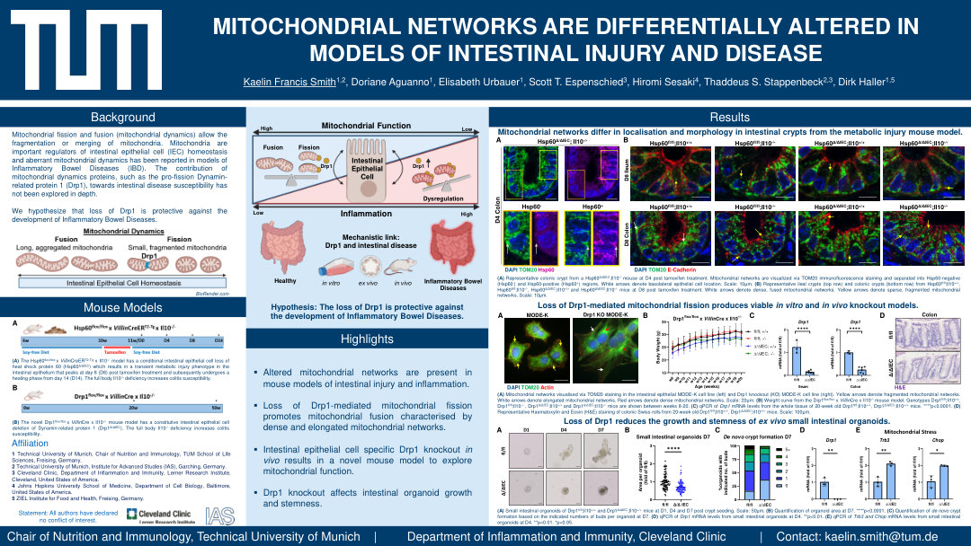 MITOCHONDRIAL NETWORKS ARE DIFFERENTIALLY ALTERED IN MODELS OF INTESTINAL INJURY AND DISEASE