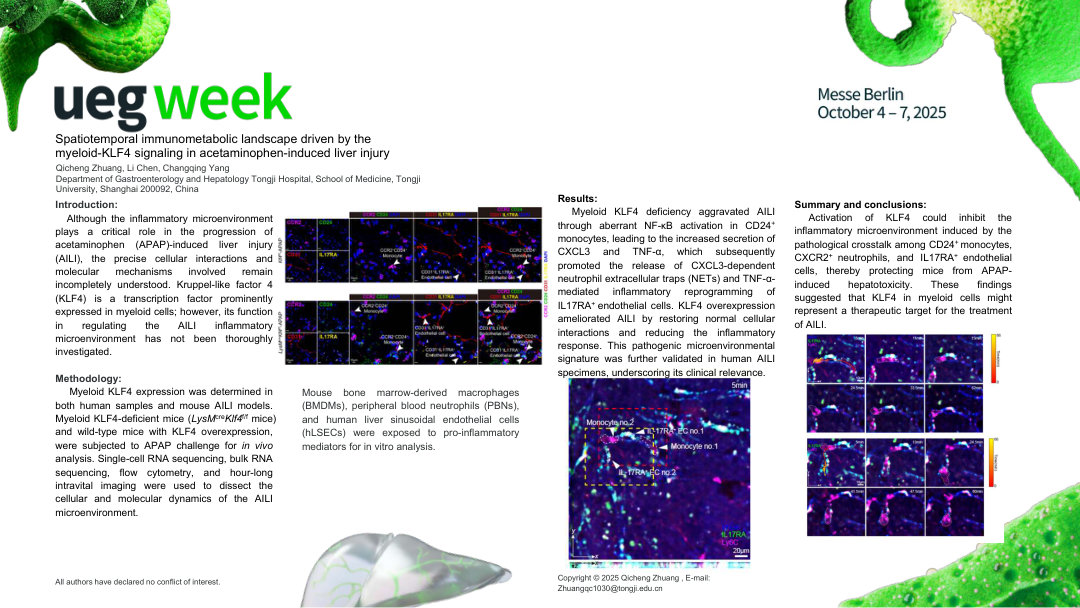 KLF4 ORCHESTRATES MYELOID-ENDOTHELIAL CROSSTALK VIA CXCL2/CXCL3-CXCR2 AXIS TO DRIVE NEUTROPHIL EXTRACELLULAR TRAPS AND INFLAMMATORY CASCADES IN ACETAMINOPHEN-INDUCED LIVER INJURY