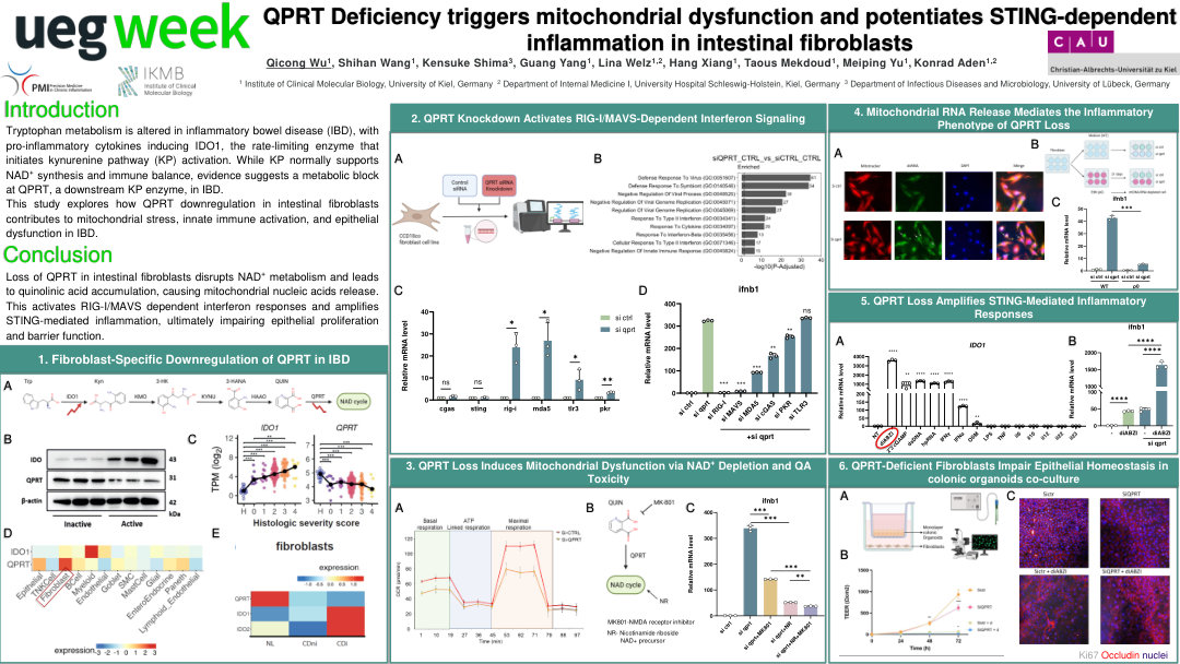QPRT DEFICIENCY TRIGGERS MITOCHONDRIAL DYSFUNCTION AND POTENTIATES STING-DEPENDENT INFLAMMATION IN INTESTINAL FIBROBLASTS
