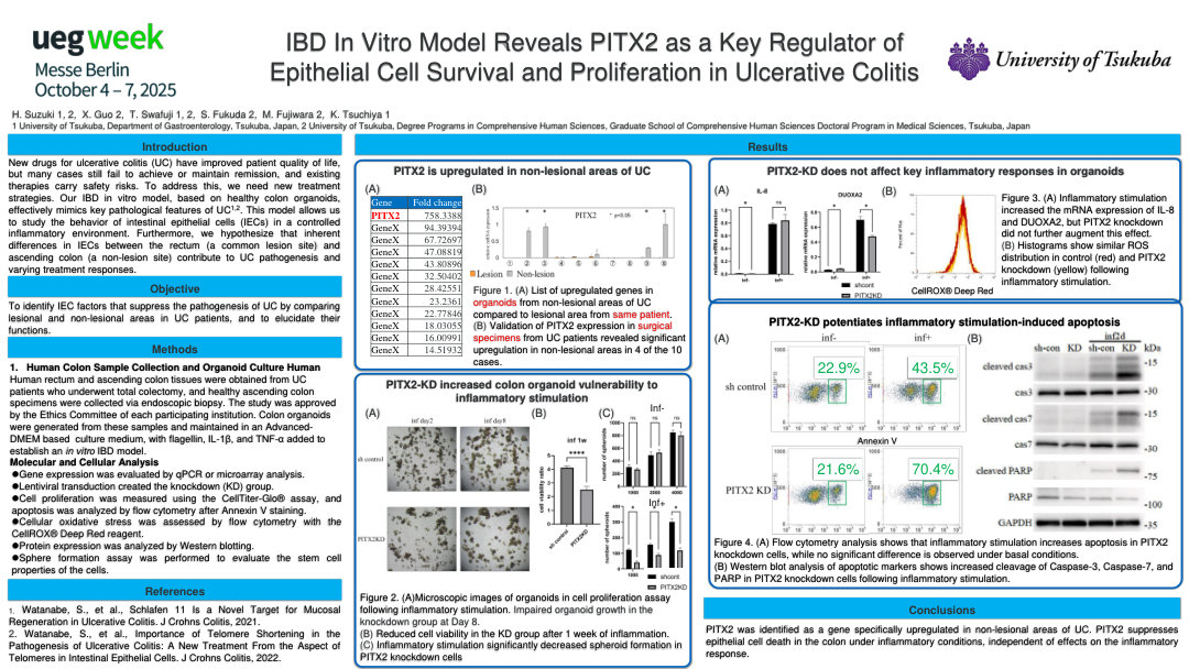 IBD IN VITRO MODEL REVEALS PITX2 AS A KEY REGULATOR OF EPITHELIAL CELL SURVIVAL AND PROLIFERATION IN ULCERATIVE COLITIS